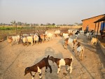 विदेशबाट फर्किएका युवा बाख्रापालन व्यवसायमा सम्लग्न
