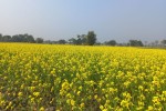 एउटै पालिकामा २५ सय बिघामा तोरी खेती