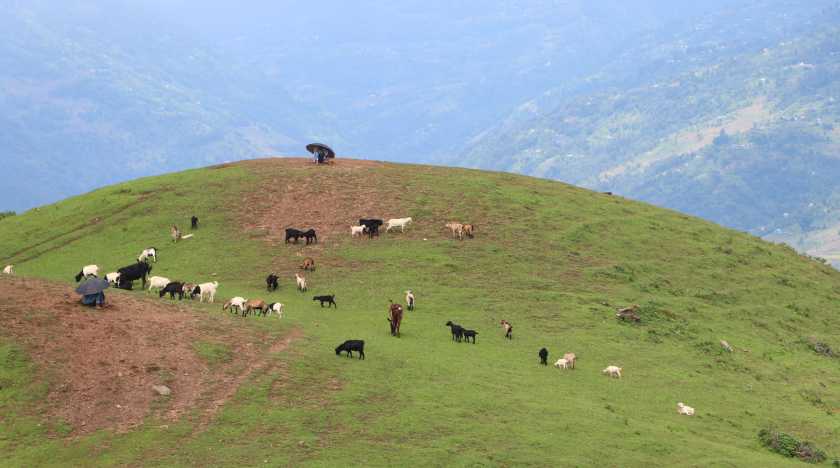 बाख्रा चराउँदै