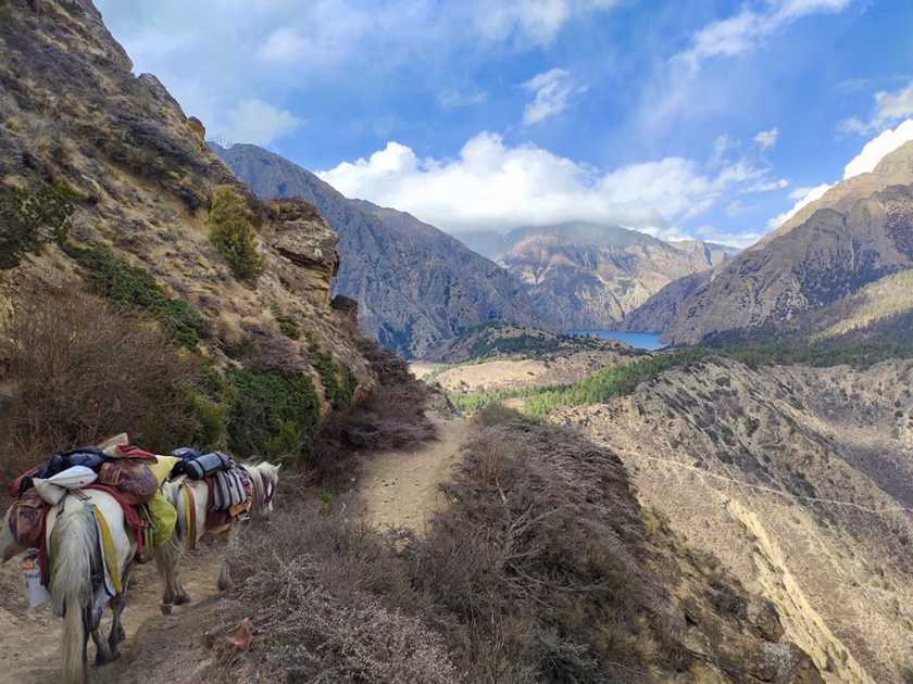 सामग्री ढुवानीमा घोडा