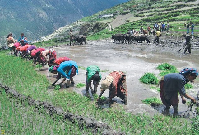 रोपाइँमा सजगता अपनाउन आग्रह