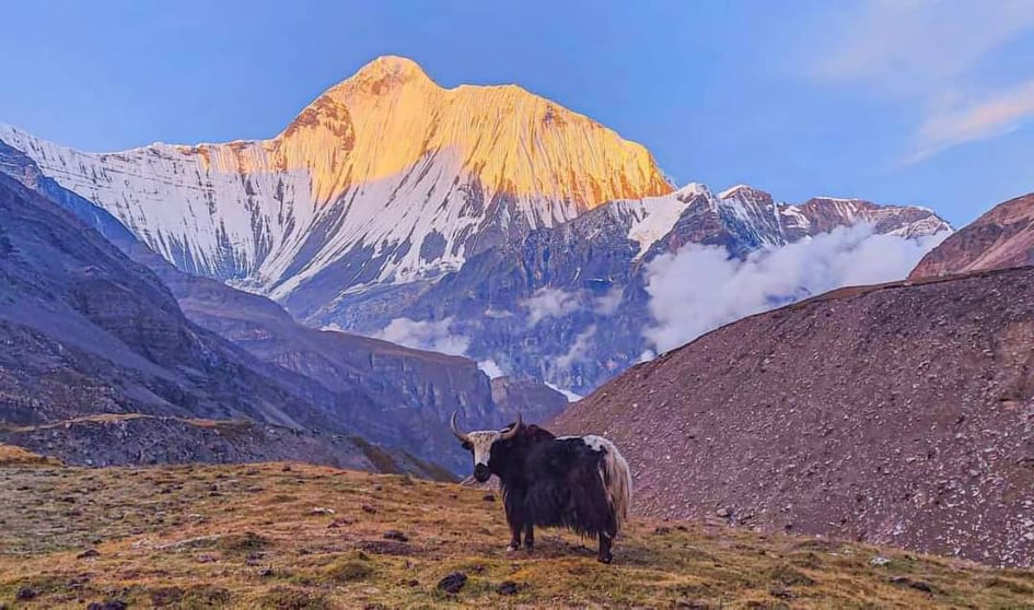 सिंङथुप्राचौरमा चौंरी