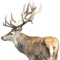 देखिन छाड्यो निकुञ्जमा  बाह्रसिंगे