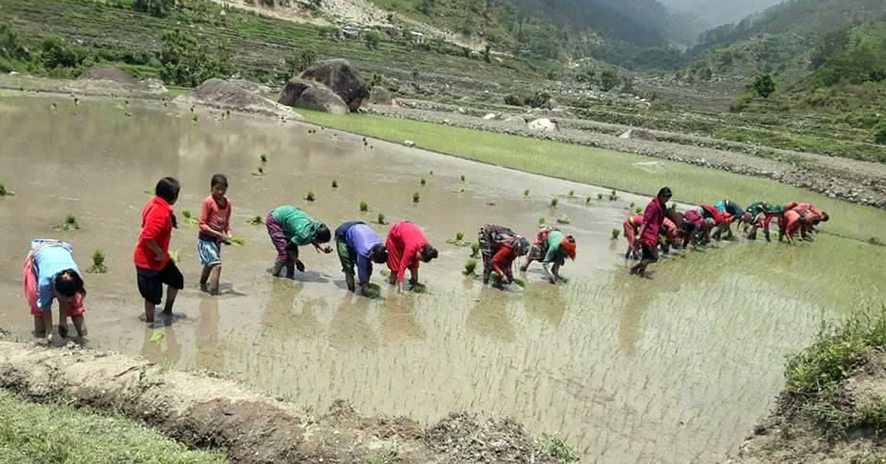 निषेधाज्ञामा जोखिम मोलेर धान रोप्दै किसान