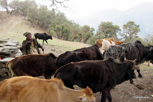 कर्णालीमा ‘गोठालो भत्ता’ कार्यक्रम लागु गरिने