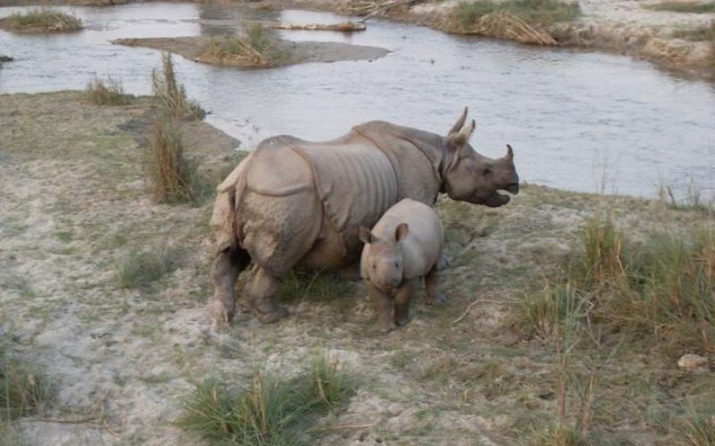 निकुञ्जको पश्चिमी क्षेत्रमा गैँडा अधिक