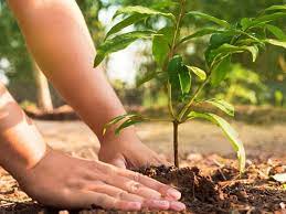 ‘बिरुवा रोप्ने मात्र नभई संरक्षणमा ध्यान दिऔँ’