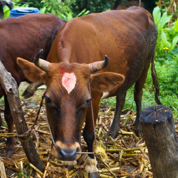 स्थानीय जातका गाईको गहुँतले कालो ढुसीबाट बचाउने