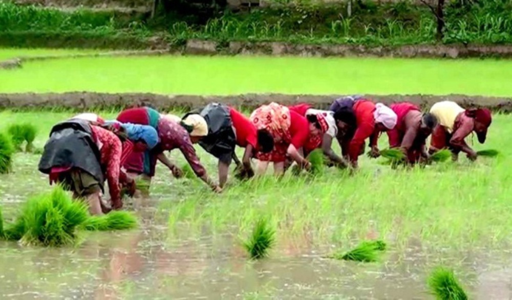 धान रोपाई अघिल्लो वर्षको तुलनामा दुई गुणा वढी