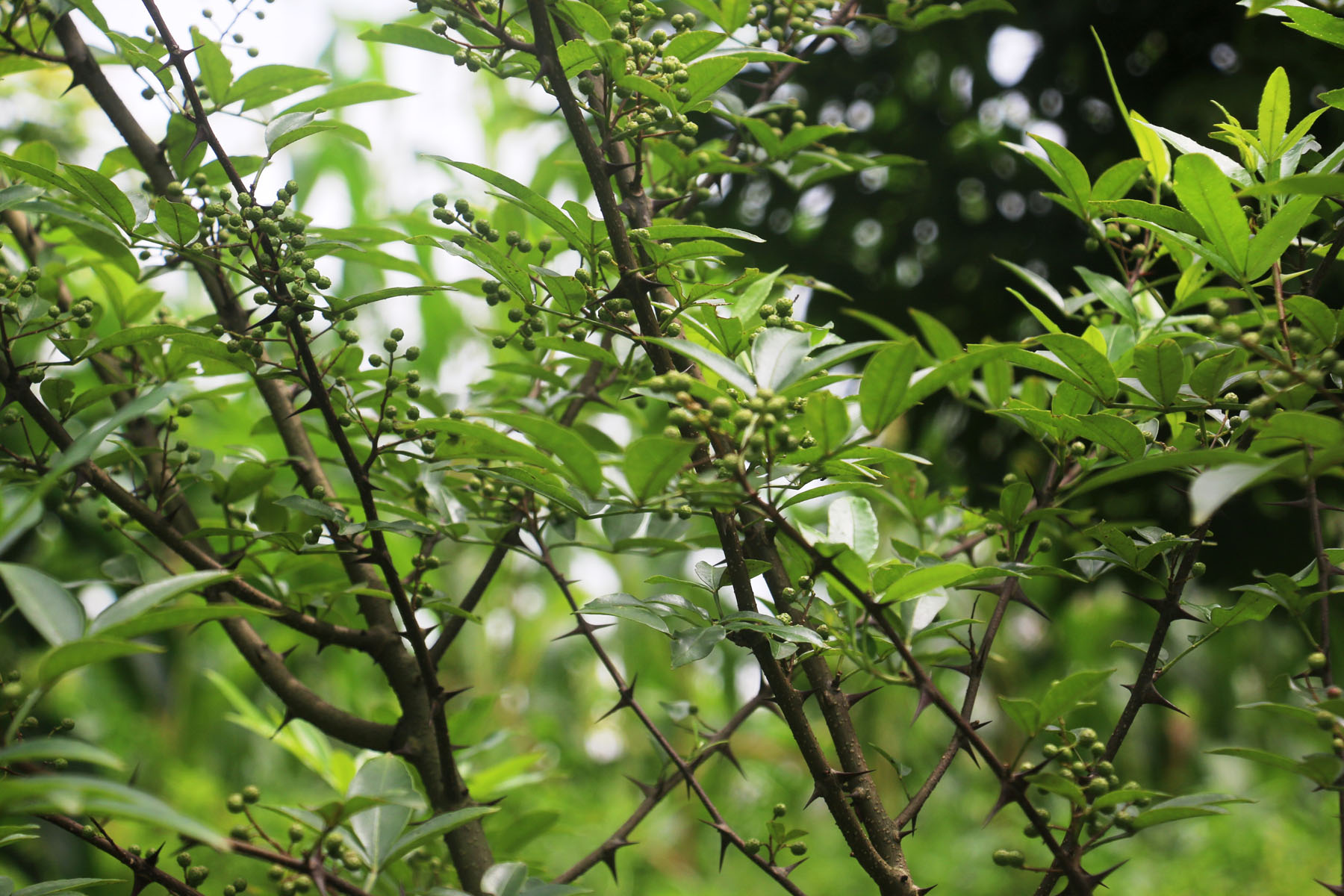 टिमुरको व्यावसायिक खेतीमा आकर्षण