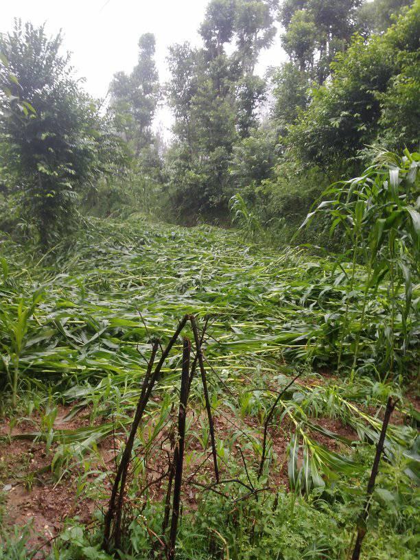 ३६ रोपनी क्षेत्रमा लगाइएको मकैबाली नष्ट