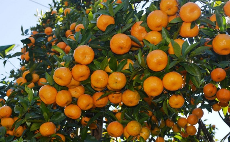 उब्जनी अनुदान : सुन्तला खेतीमा आकर्षण