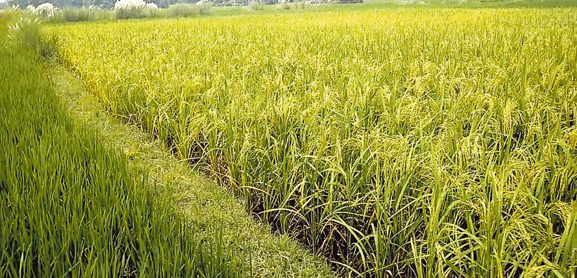 कोरोना कहर ः कृषिसम्बन्धी योजना प्रभावित