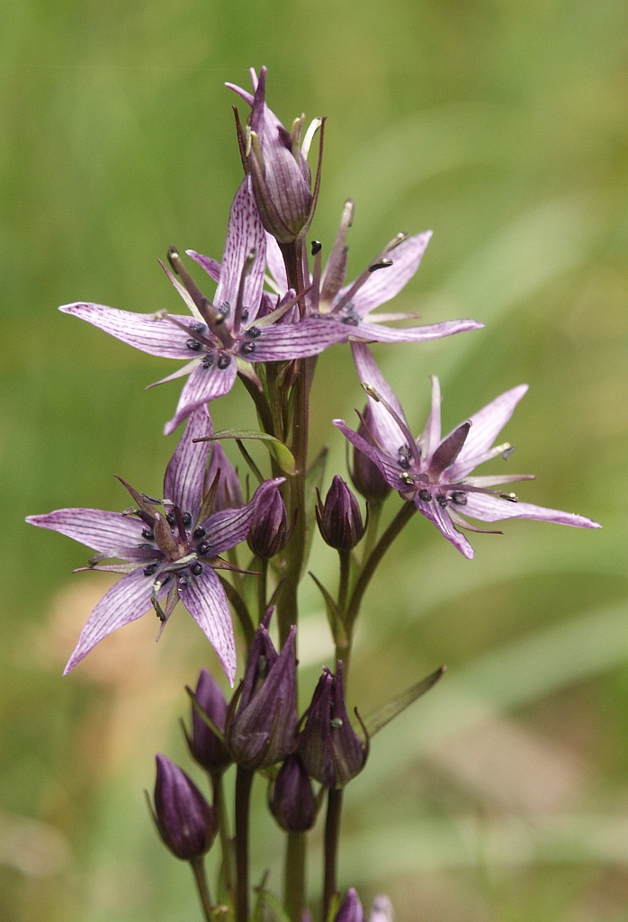 बढ्यो चिराइतोको मूल्य