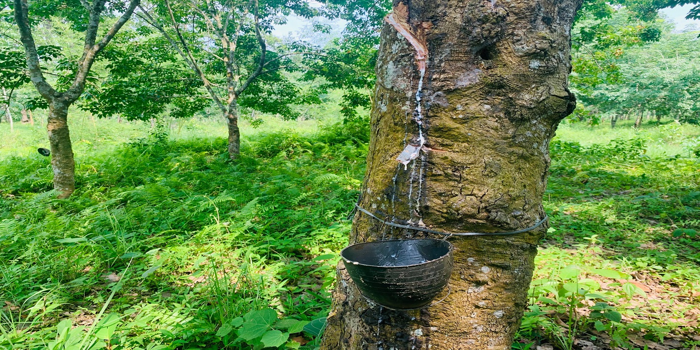 बिरुवा अभावमा रबर खेतीको विस्तार प्रभावित