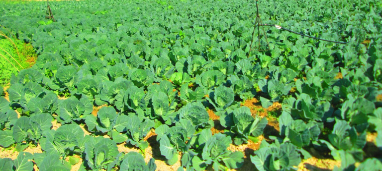 प्राङ्गारिक तरकारीबाट मनग्य आम्दानी