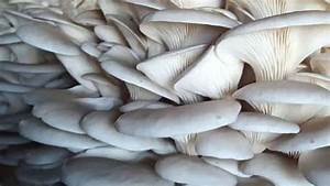 उचाइ क्षेत्रमा पहिलो च्याउखेती शुरू