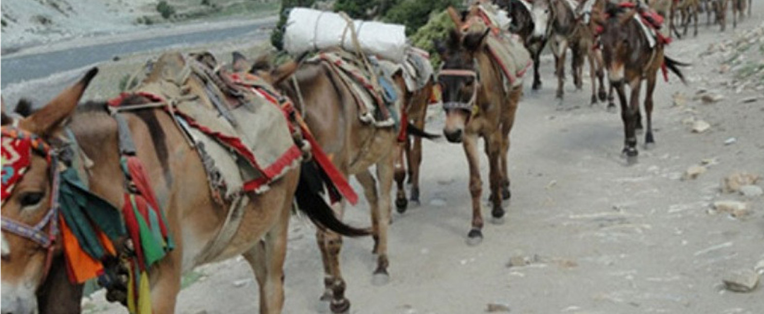हिमचितुवाको आक्रमणबाट १७ खच्चड र घोडा मरे