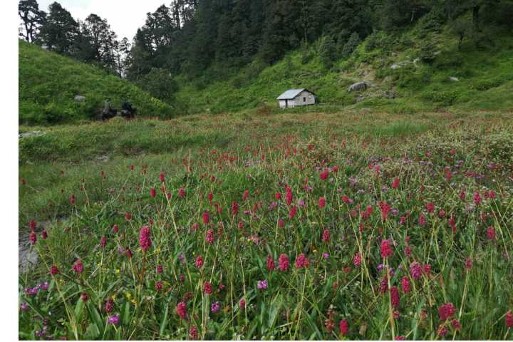 खप्तडमा फुलेका फूल