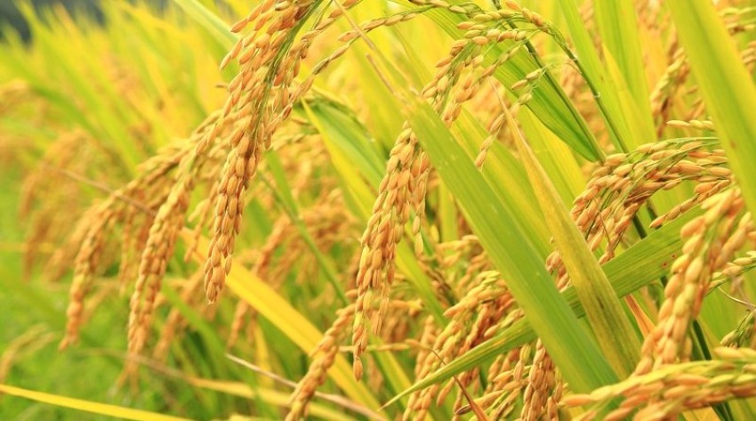 भदौरे बर्षाले आकाशे धानखेतीलाई राहत