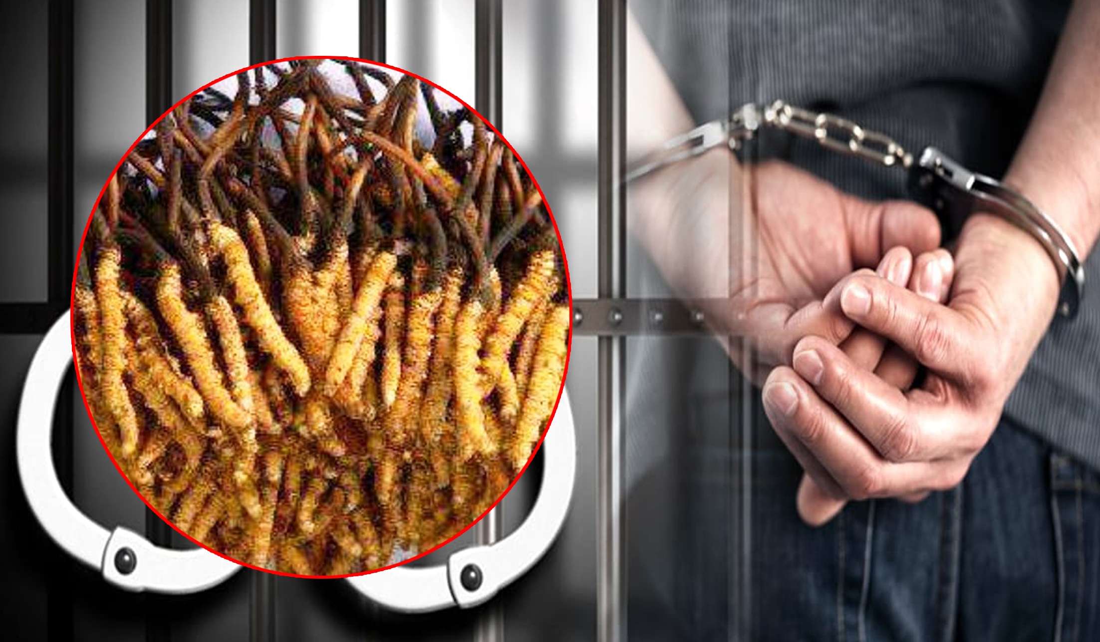 यार्सागुम्बासहित चार पक्राउ