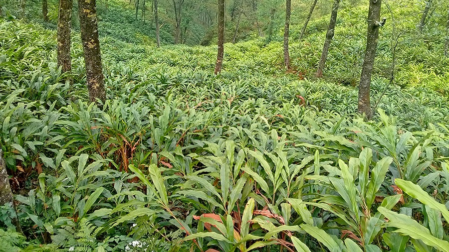 अलैँचीको बजार मूल्यमा उत्साह