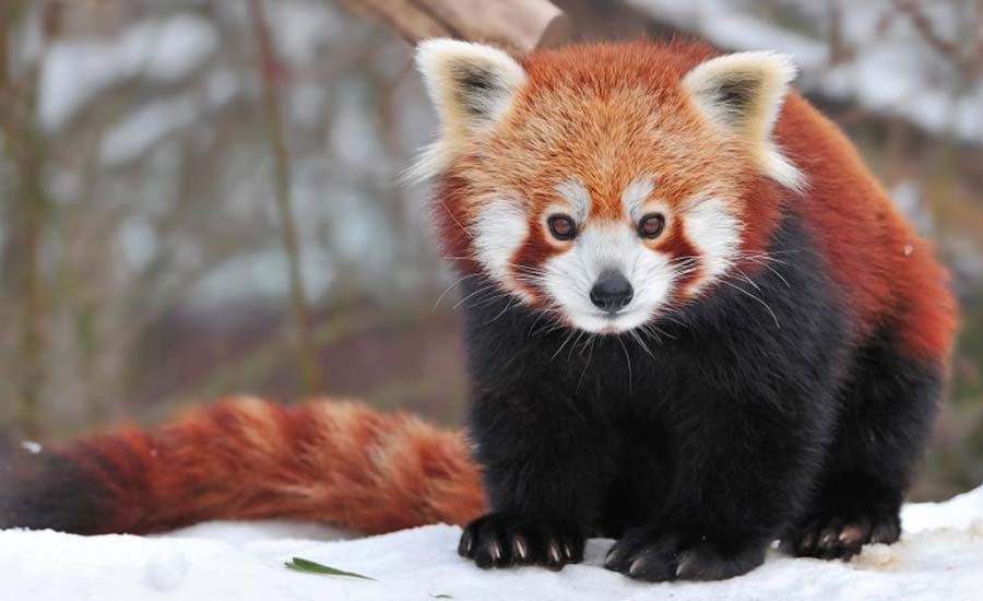 तस्करको निसानामा रेडपाण्डा