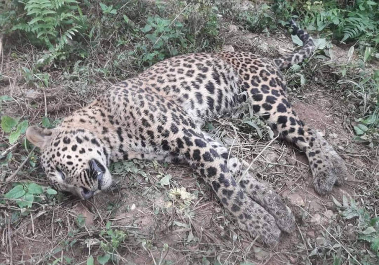 गाडीको ठक्करबाट चितुवा म¥यो