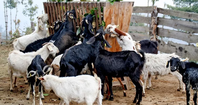 मासु पसललाई गुणस्तरमा ध्यान दिन आग्रह