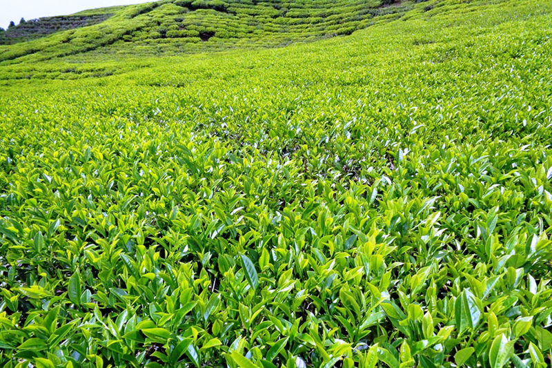 म्याद गुज्रिएको चियापत्तीबारे थप अनुसन्धान सुरु