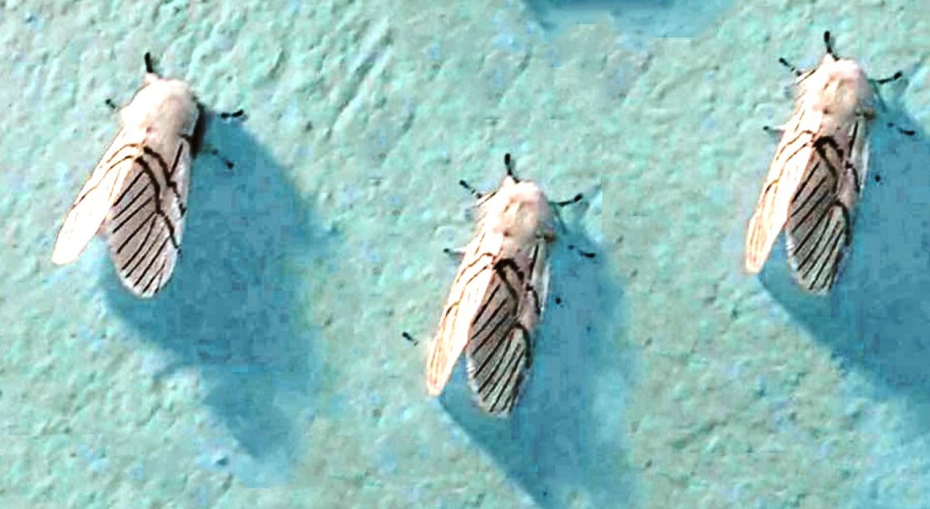 सापु’ को जोखिम बागलुङ