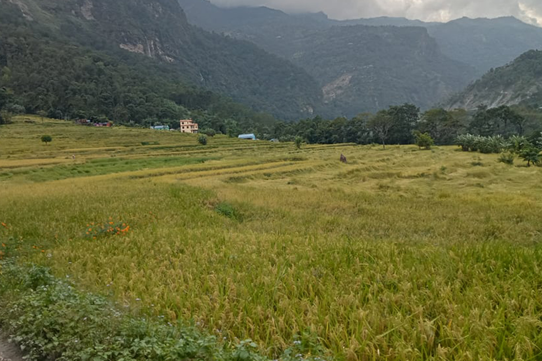 बगरफाँटमा पाक्नै लागेको धानबाली