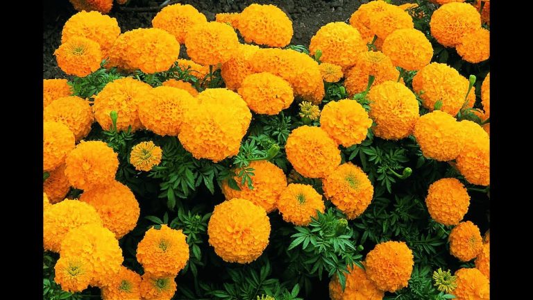 तिहारलाई ५० हजारभन्दा बढी सयपत्री फूलको माला आयात  हुँदै