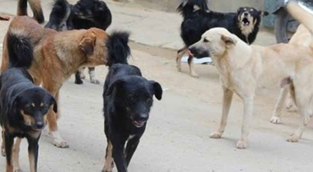 दिक्तेलमा भुस्याहा कुकुर आतङ्क