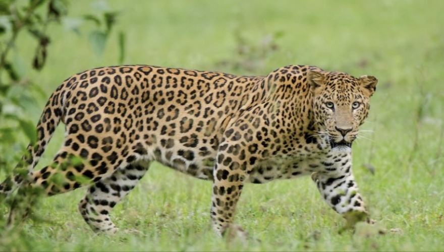 चितुवा भगाउन हात्तीसहितको टोली परिचालन