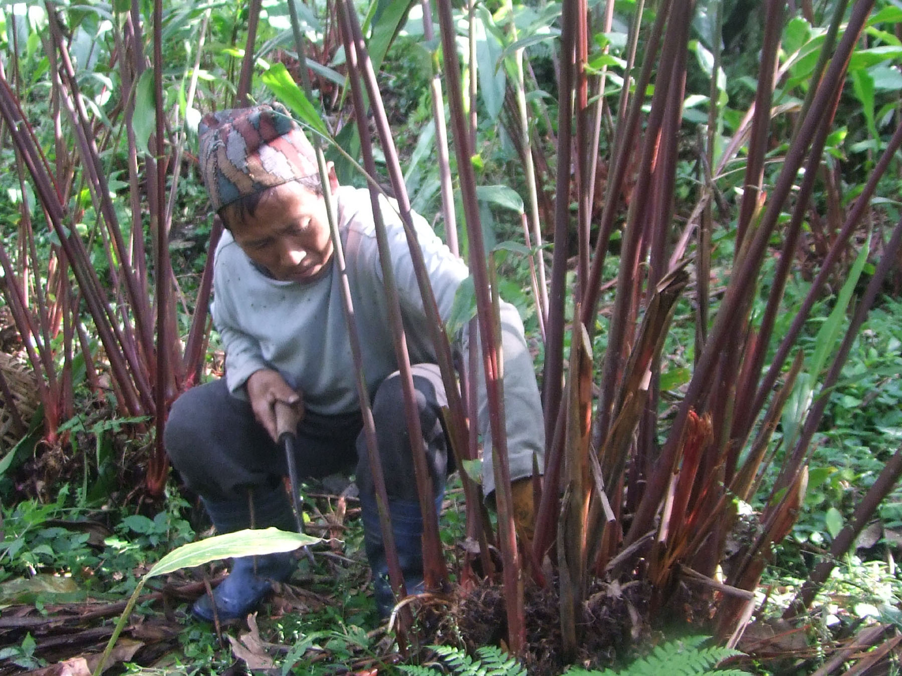 अलैँची टिप्दै किसान: तस्विरमा