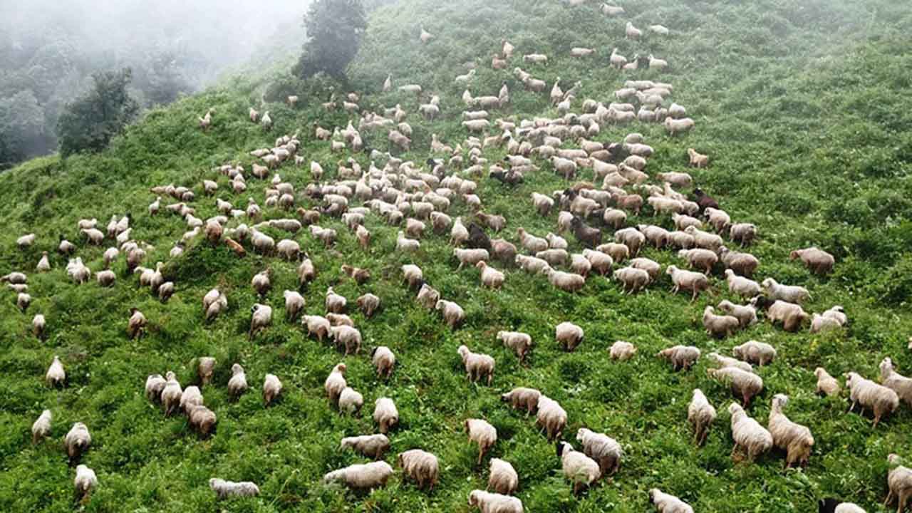 चिसो बढेसँगै जाडो छल्न बेँशी झार्दै भेडीगोठ