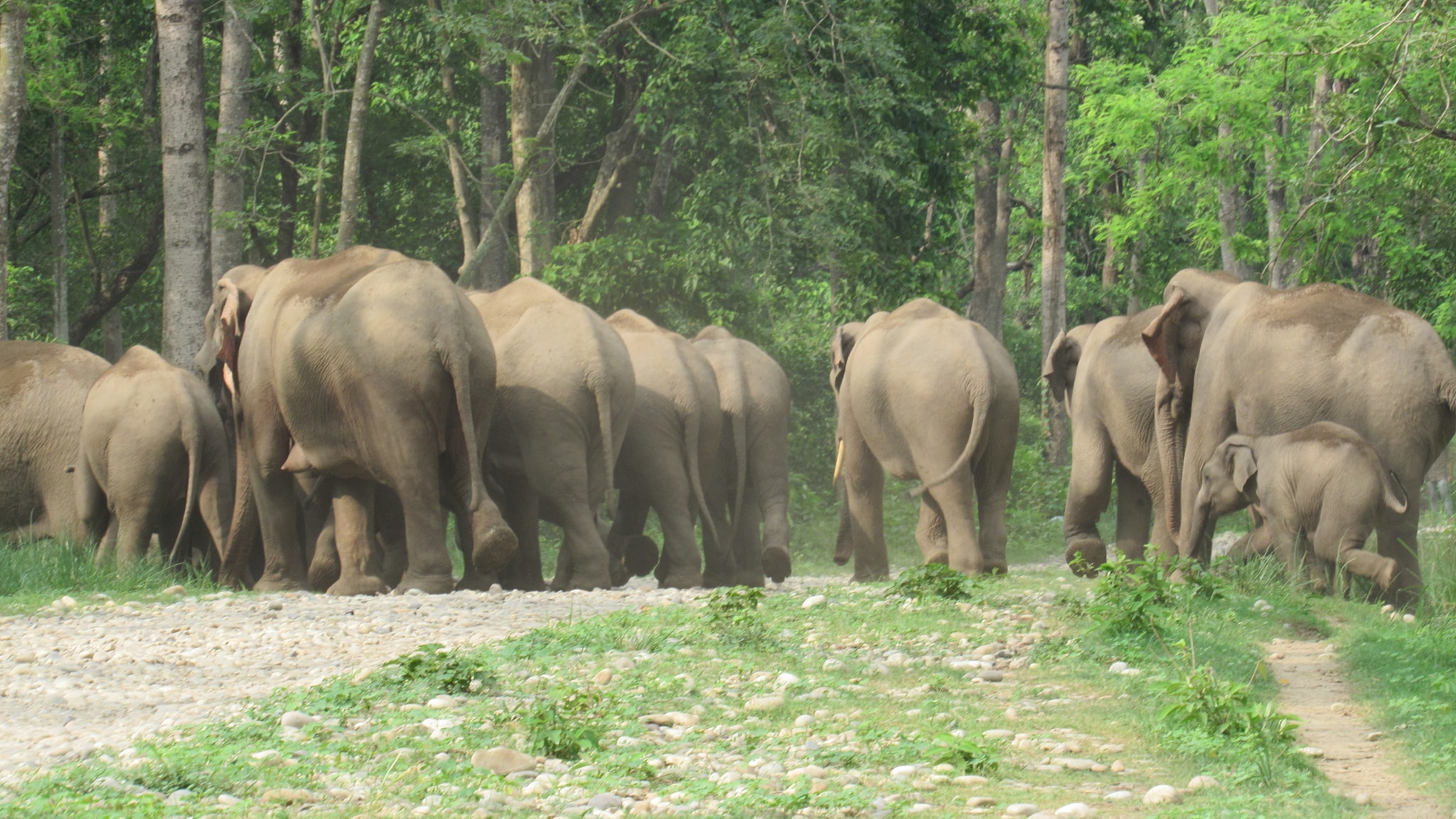 बस्तीमा जङ्गली हात्तीको आतङ्क