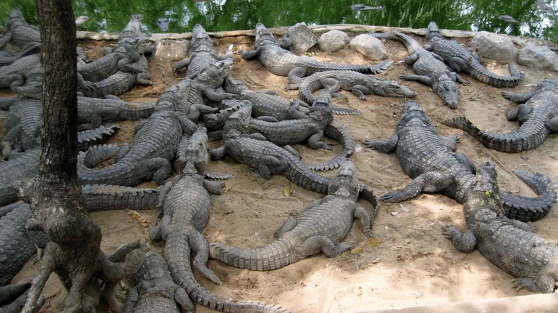 नदीमा एक सय गोही छोड्ने तयारी