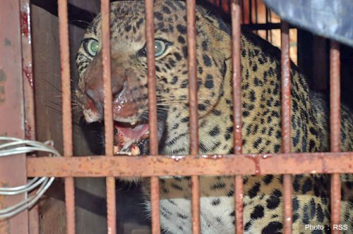 पासोमा परेको चितुवाको उद्धार