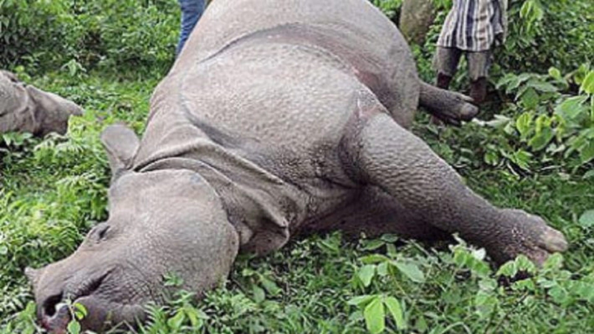 साढे १३ वर्षमा २८९ गैँडा मरे