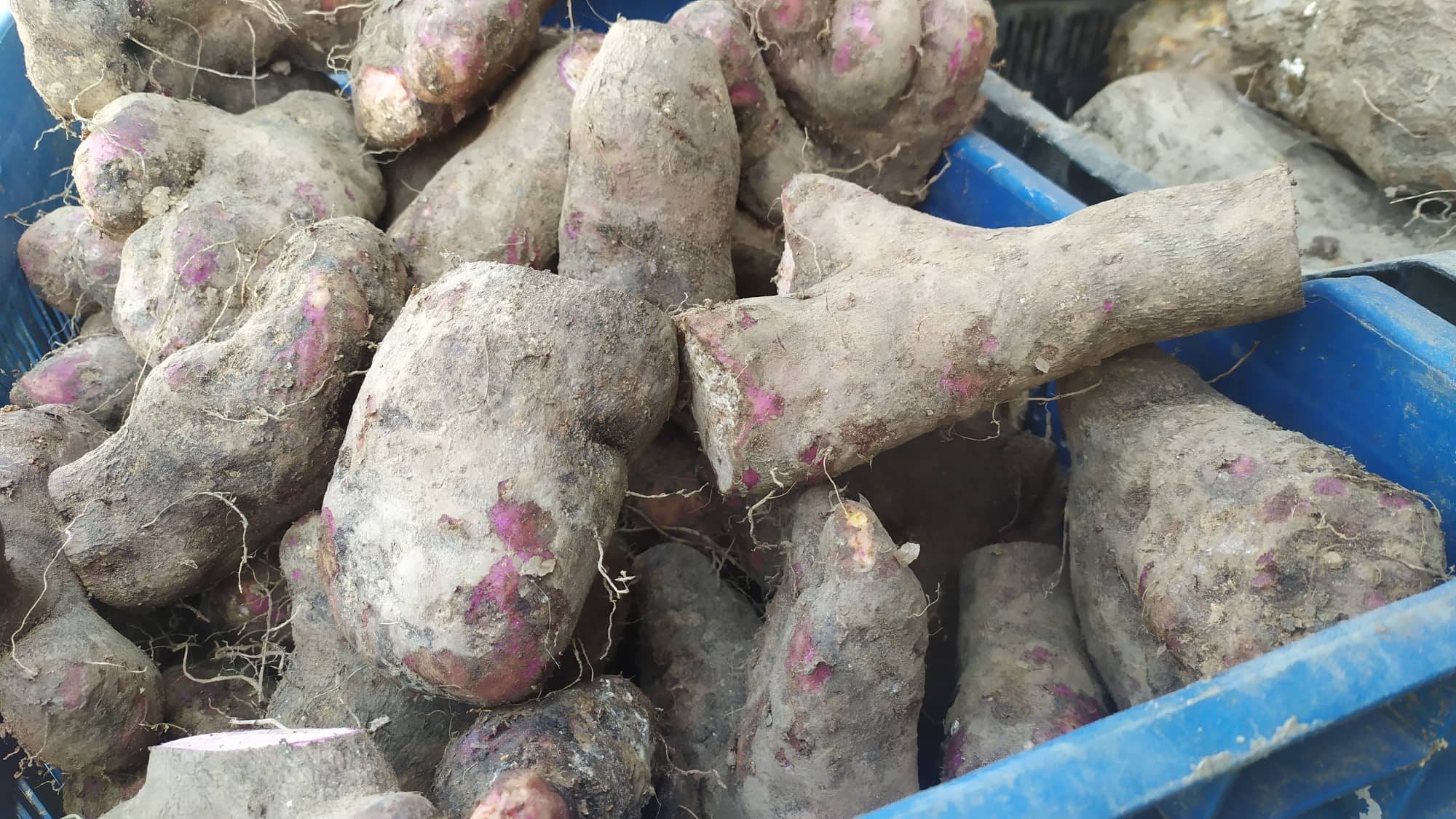 तरुलको व्यापार फस्टायो