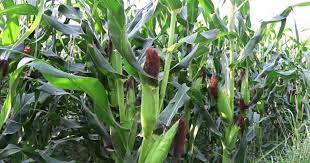 मकै जोन कार्यक्रमबाट किसान उत्साहित