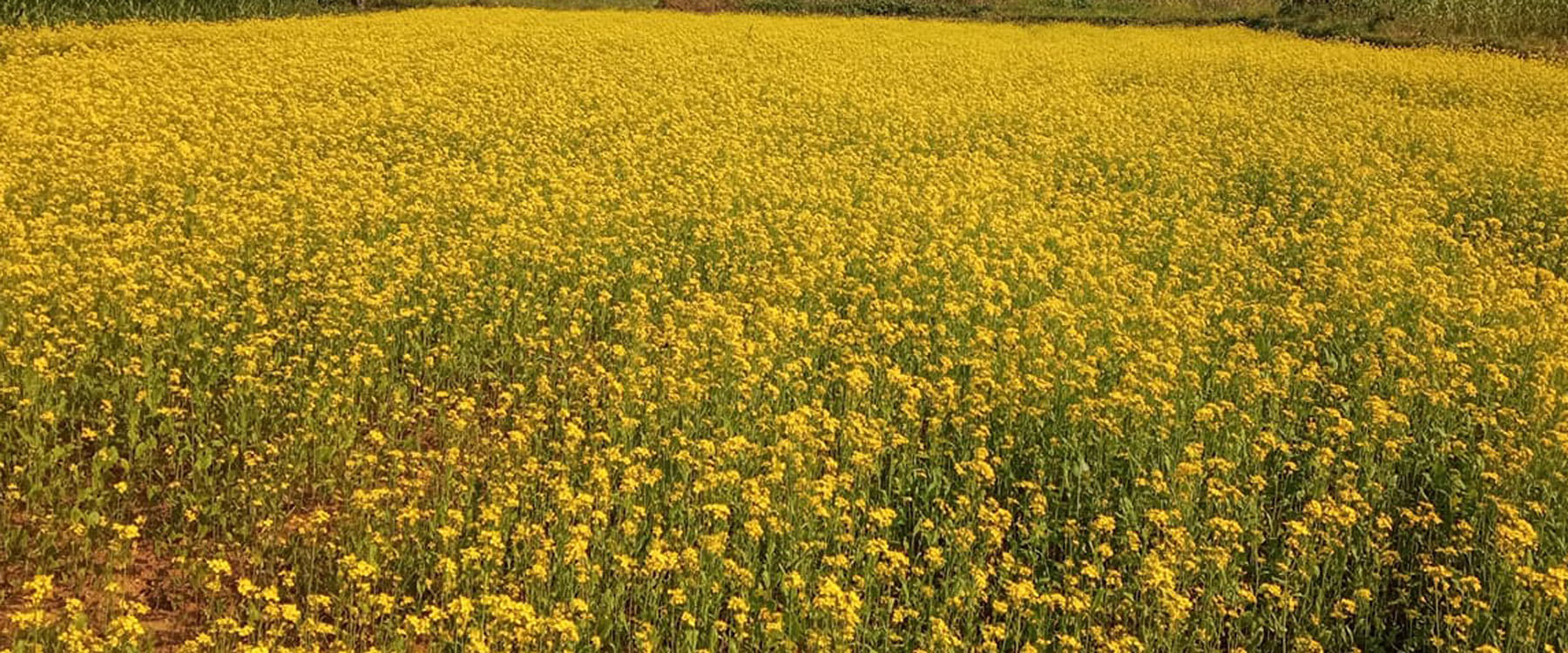 रत्नेचौरका तोरीबारीमा टिकटक बनाउनेको भीड