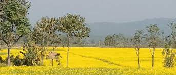 तोरीखेतीमा  कृषकको आकर्षण बढ्दो