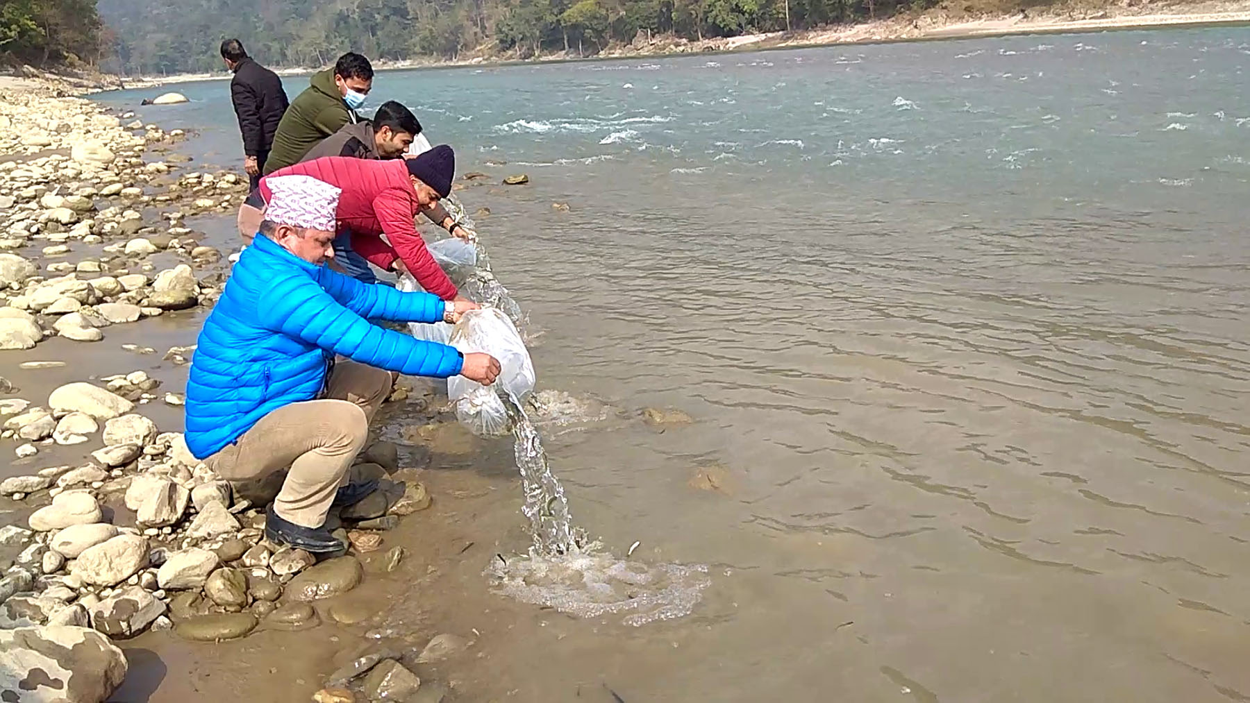 कालीगण्डकीमा ३१ हजार माछाका भुरा छाडियो