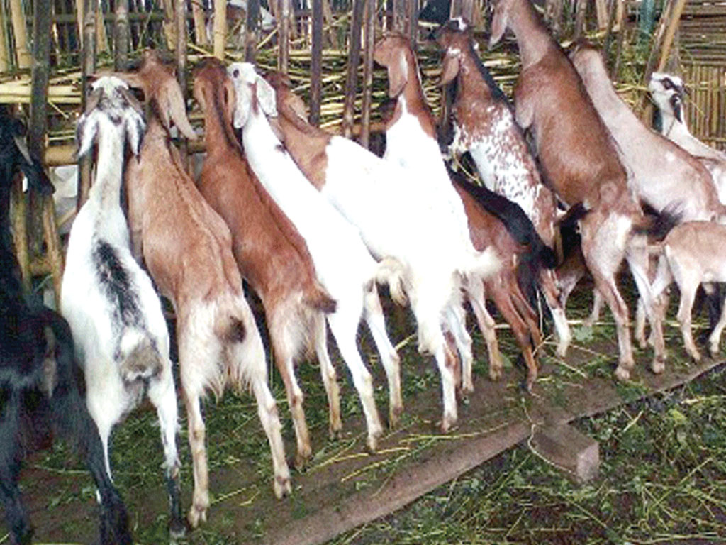 ‘विदेशमाजस्तो दुःख  गरे स्वदेशमै  कमाउन सकिन्छ’