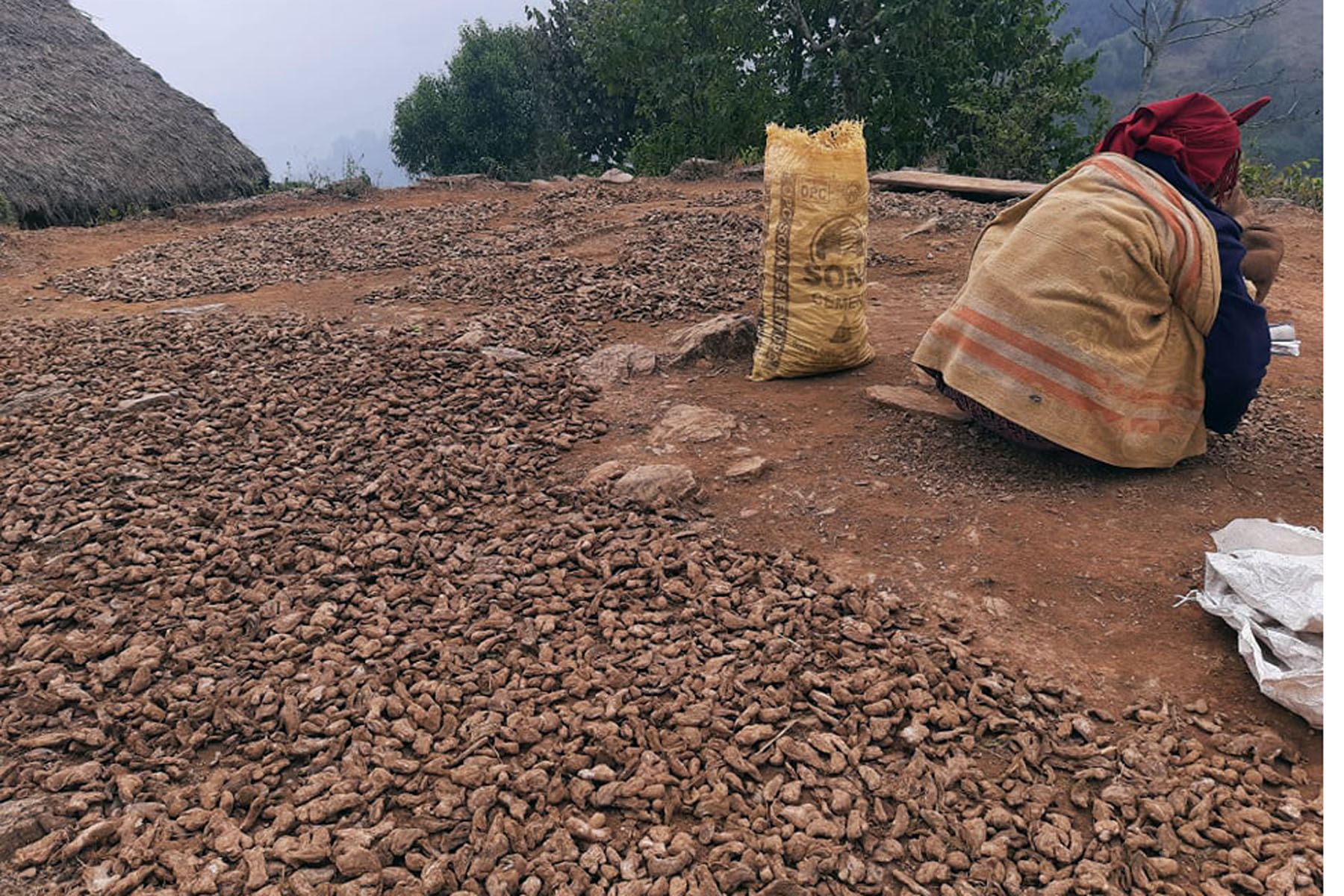 अदुवाले भाउ नपाएपछि सुठो बनाइँदै