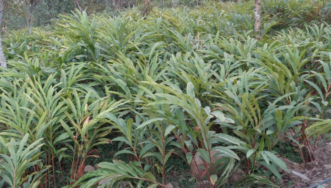 वर्षाले अलैँची खेती गर्ने किसान हर्षित