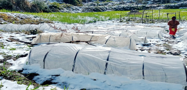 हिमपातले सुन्तलाका बिरुवा नष्ट